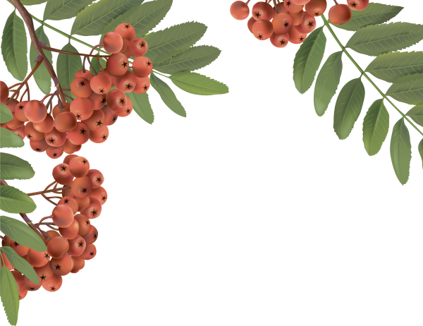 Ветка рябины