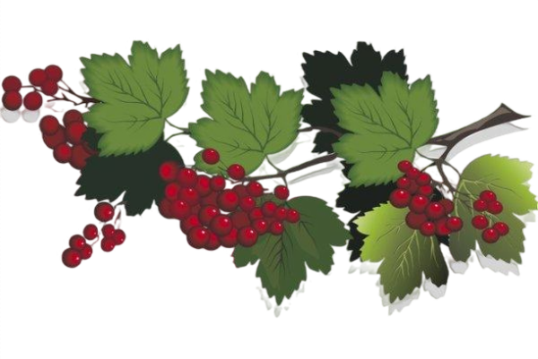 Калина рисунок