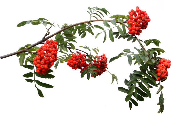 Рябина на прозрачном фоне