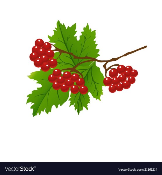 Калина картинка для детей