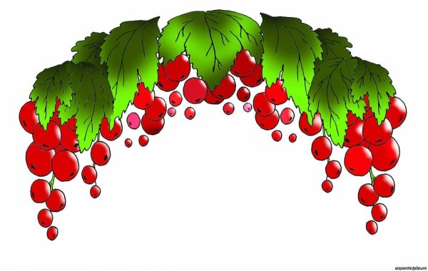 Ветка калины на прозрачном фоне