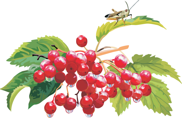 Ветка калины на белом фоне