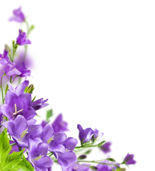 Рамки для группы колокольчики