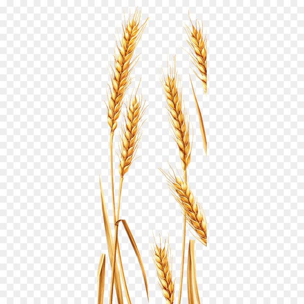 Эммер полба