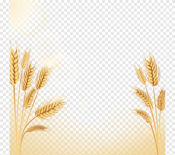 Рамка для текста с колосьями