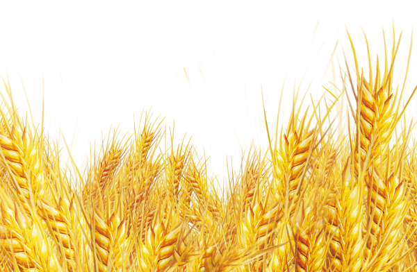 Рамки с колосками пшеницы