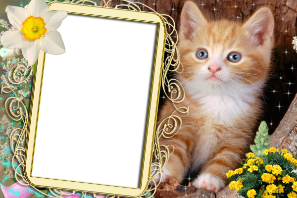 Фоторамка с котятами
