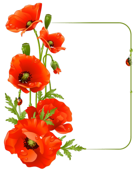 Букет маков на прозрачном фоне