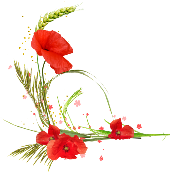 Фоторамка на прозрачном фоне с маками