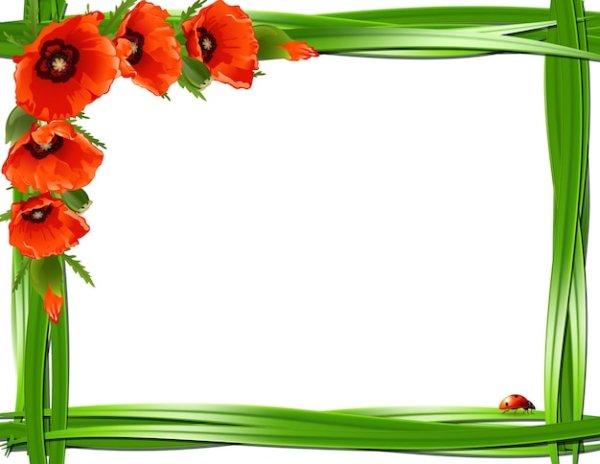 Рамочка маки на прозрачном фоне