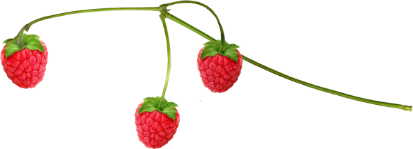 Малина на ветке без фона