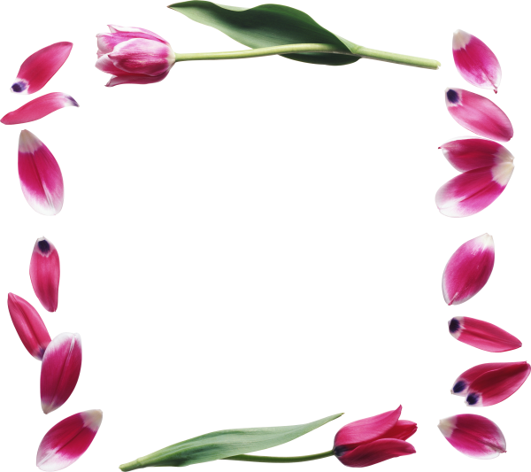 Рамка с цветами тюльпаны