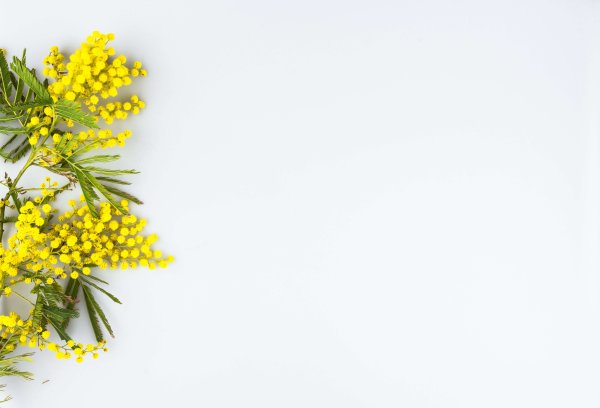 Мимоза рамка