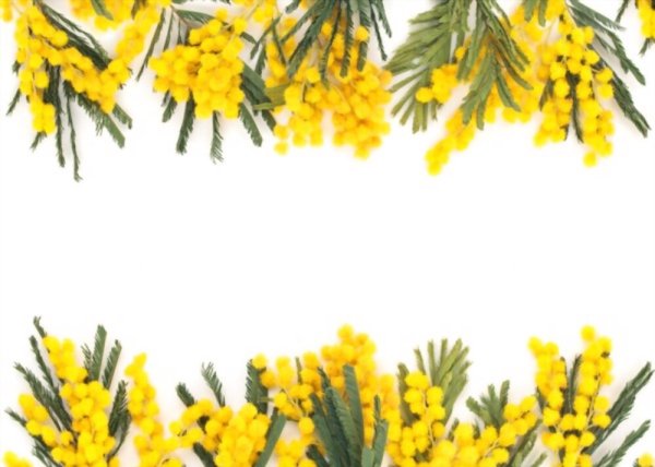 Рамка из мимозы