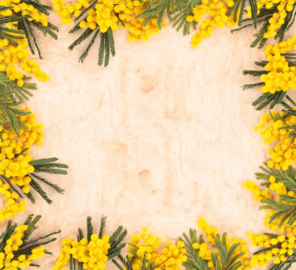Рамка из мимозы