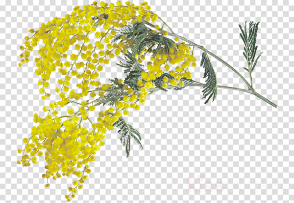 Ветка мимозы вертикальная