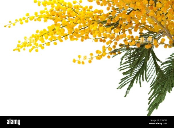 Рамка веточка мимозы