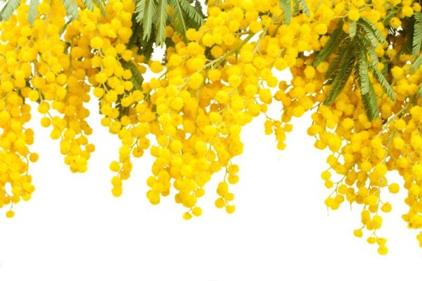 Рамка с мимозами без фона