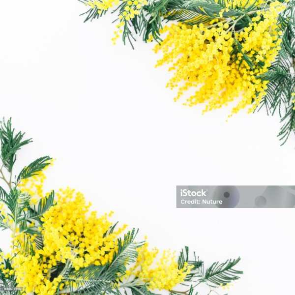 Мимоза рамка