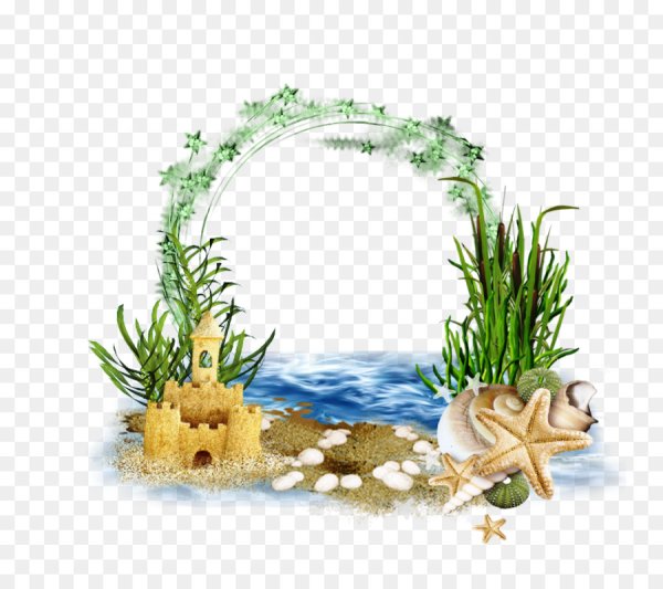 Рамочка морская на прозрачном фоне