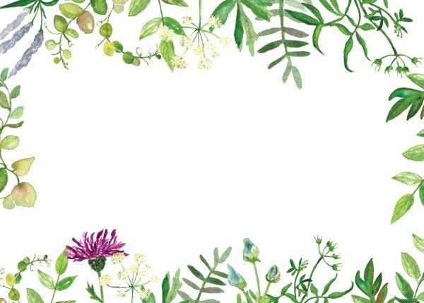 Рамка лекарственные растения