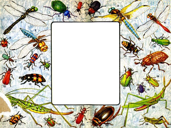 Фон насекомые