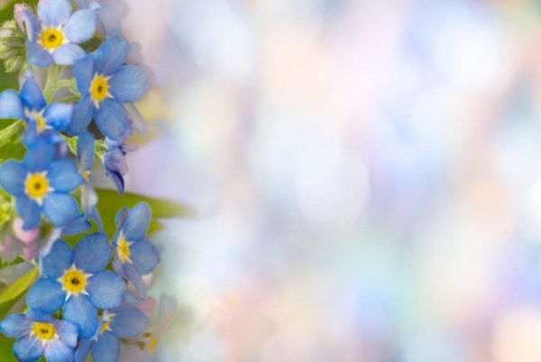 Незабудки фон