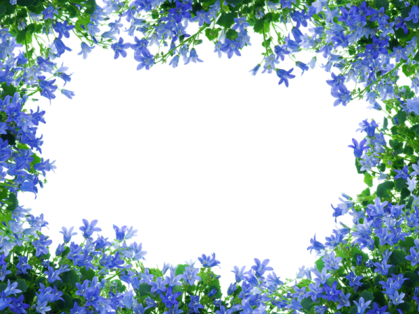 Фоновая рамка с незабудками