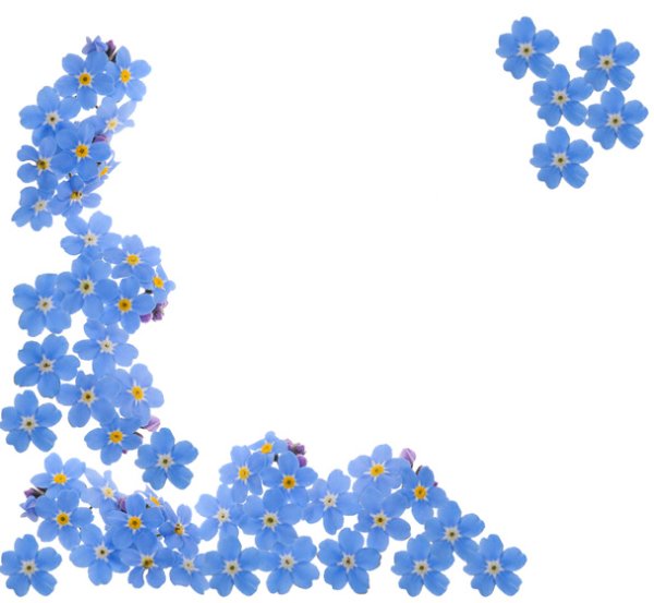 Уголок в открытку с незабудками
