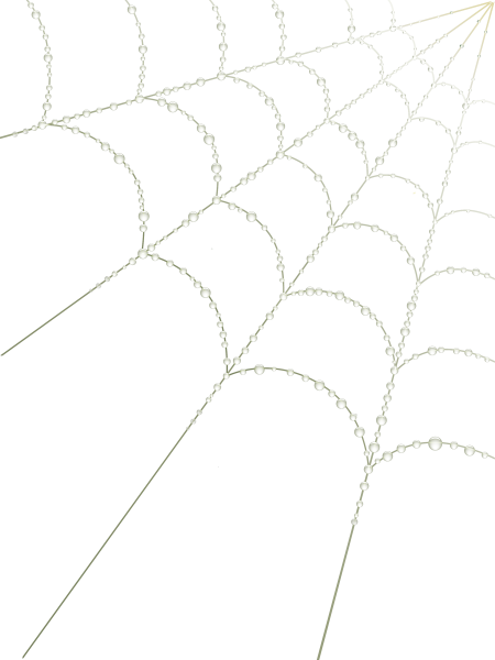 Паутинка на прозрачном фоне