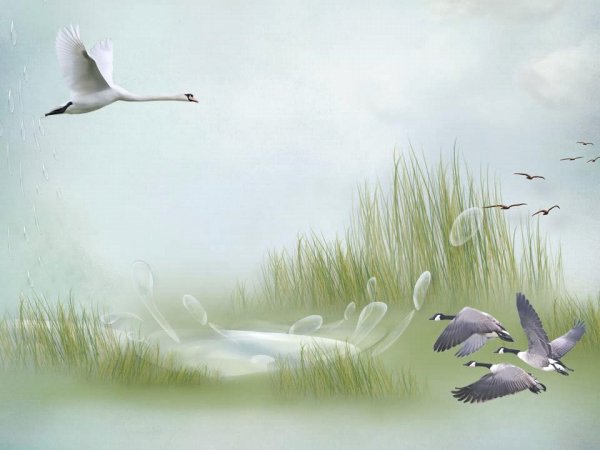 Фон для презентации птицы