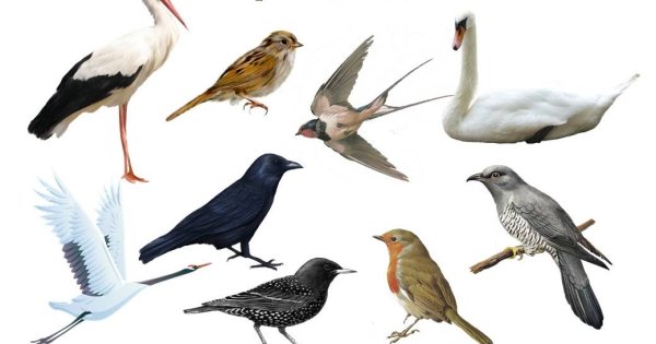 Перелетные птицы для дошкольников