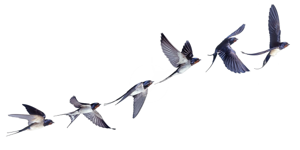 Ласточка без фона в полёте