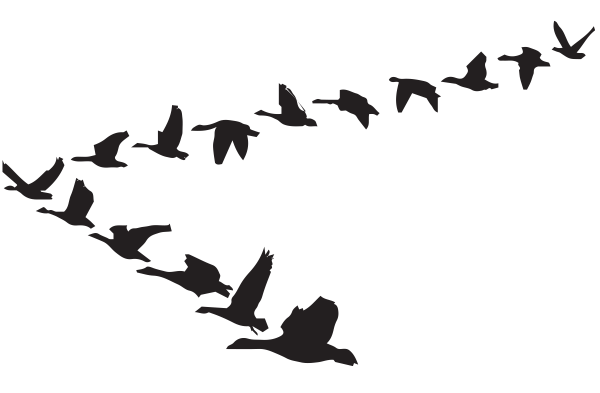 Косяк птиц на прозрачном фоне