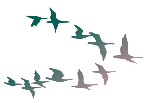 Птицы улетают на прозрачном фоне