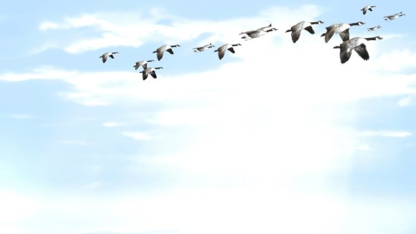 Журавли фон