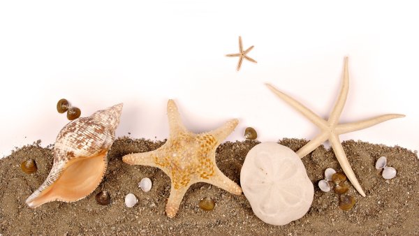 Морская Ракушка на белом фоне