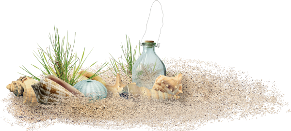 Ракушки на песке на прозрачном фоне