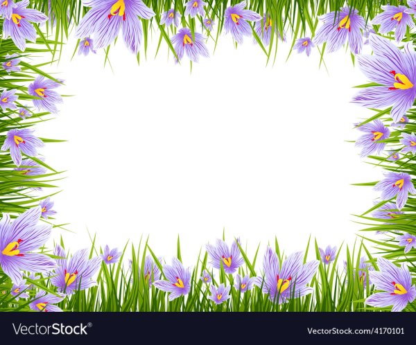 Рамка для текста крокусы