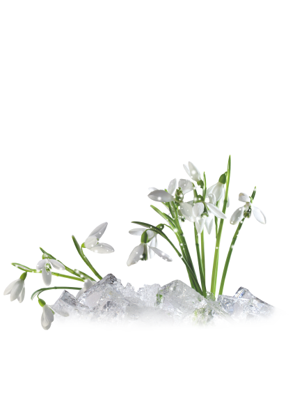 Рамка подснежники