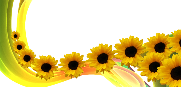 Подсолнухи на прозрачном фоне для фотошопа