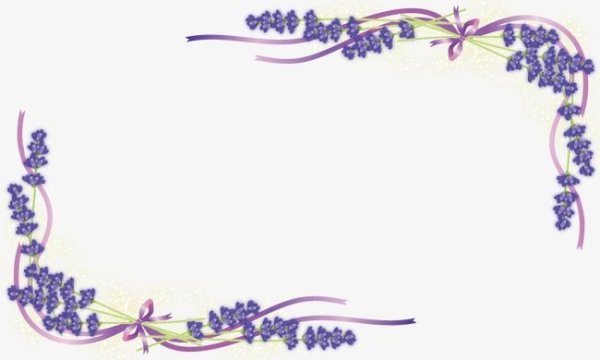 Рамка с лавандой на прозрачном фоне