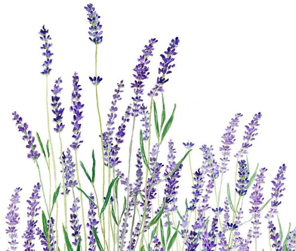 Веточка лаванды на белом фоне