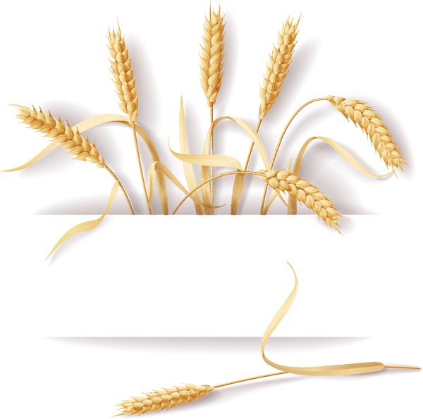 Фон колосья на прозрачном фоне