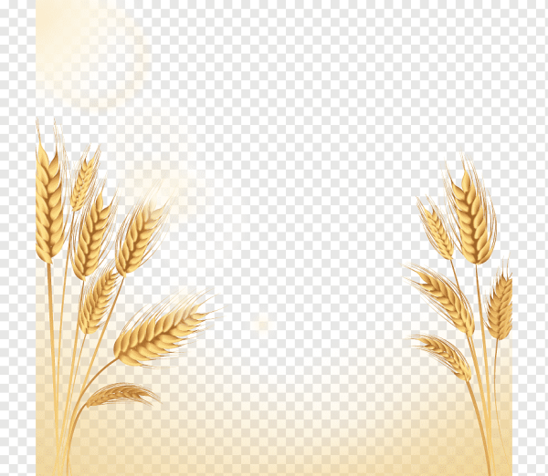 Рамка с колосьями пшеницы