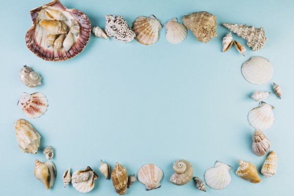 Ракушка вид сверху