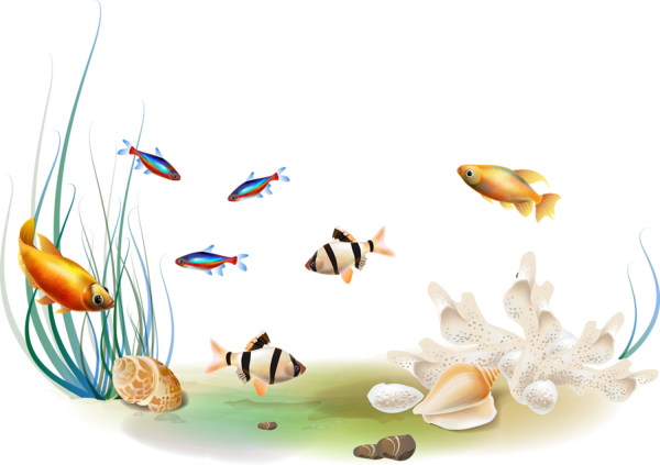 Рыбки в воде на белом фоне