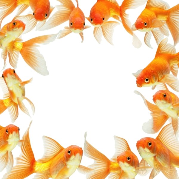 Фоторамки с рыбками