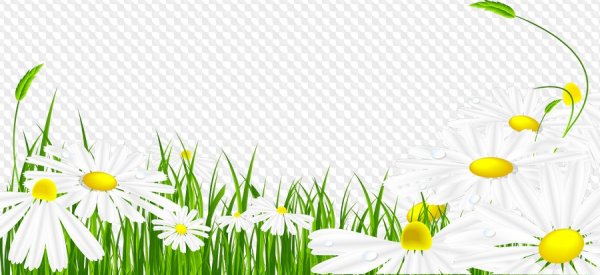 Поле ромашек на прозрачном фоне