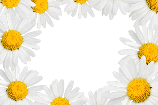 Рамка ромашки